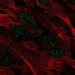 Myocardin Antibody, Novus Biologicals 100 &mu;g; Unconjugated:Antibodies,