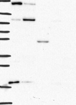 Cathepsin A/Lysosomal Carboxypeptidase A Antibody, Novus Biologicals:Antibodies:Primary