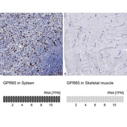 TDAG8/GPR65 Antibody, Novus Biologicals 100 &mu;L; Unconjugated:Antibodies,