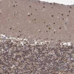 PCBP2 Antibody, Novus Biologicals:Antibodies:Primary Antibodies