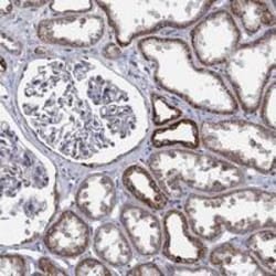 PSMG4 Antibody, Novus Biologicals:Antibodies:Primary Antibodies