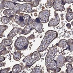 VEGFR3/Flt-4 Antibody, Novus Biologicals 100 &mu;g; Unconjugated:Antibodies,