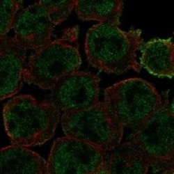 beta-Arrestin 2 Antibody, Novus Biologicals 100 &mu;g; Unconjugated:Antibodies,