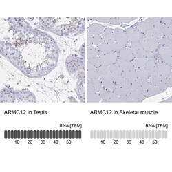 ARMC12 Antibody, Novus Biologicals:Antibodies:Primary Antibodies