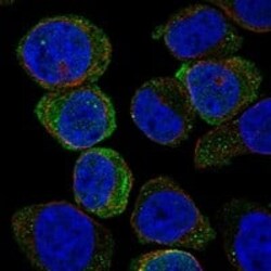 Siglec-7/CD328 Antibody, Novus Biologicals 100 &mu;g; Unconjugated:Antibodies,