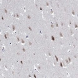RBFOX3/NeuN Antibody, Novus Biologicals 25 &mu;g; Unconjugated:Antibodies,