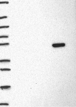 RBFOX3/NeuN Antibody, Novus Biologicals 25 &mu;g; Unconjugated:Antibodies,
