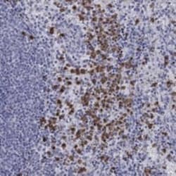 IGSF8/CD316 Antibody, Novus Biologicals 25 &mu;g | Buy Online | Novus Biologicals | Fisher Scientific