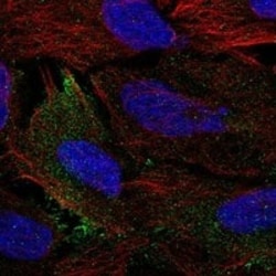 Cadherin-8 Antibody, Novus Biologicals 100 &mu;g; Unconjugated:Antibodies,