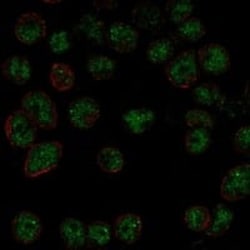 DGCR8 Antibody, Novus Biologicals:Antibodies:Primary Antibodies