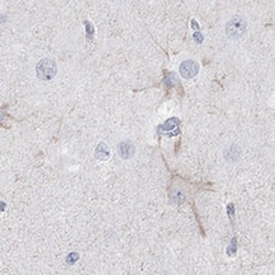 Kv12.1 Antibody, Novus Biologicals:Antibodies:Primary Antibodies