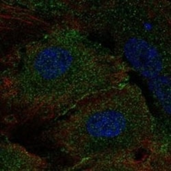 MLKL Antibody, Novus Biologicals 25 &mu;g; Unconjugated:Antibodies, Polyclonal