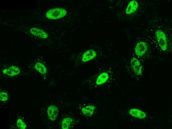 RYBP/DEDAF Antibody, Novus Biologicals:Antibodies:Primary Antibodies