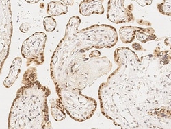 RYBP/DEDAF Antibody, Novus Biologicals:Antibodies:Primary Antibodies