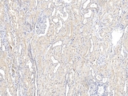 SHMT1 Antibody, Novus Biologicals 25 &mu;g; Unconjugated:Antibodies, Polyclonal