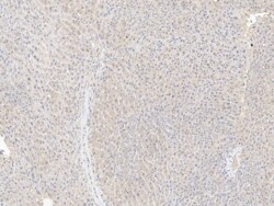 SHMT1 Antibody, Novus Biologicals 25 &mu;g; Unconjugated:Antibodies, Polyclonal