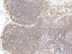 SNX2 Antibody, Novus Biologicals 100 &mu;g; Unconjugated:Antibodies, Polyclonal