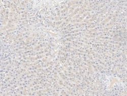 CRTAP Antibody, Novus Biologicals:Antibodies:Primary Antibodies