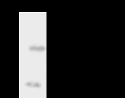 CoCoA Antibody, Novus Biologicals 100 &mu;g; Unconjugated:Antibodies, Polyclonal