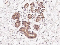 CoCoA Antibody, Novus Biologicals 100 &mu;g; Unconjugated:Antibodies, Polyclonal