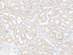 DUSP23 Antibody, Novus Biologicals 100 &mu;g; Unconjugated:Antibodies,