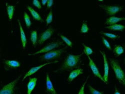 DUSP23 Antibody, Novus Biologicals 100 &mu;g; Unconjugated:Antibodies,