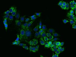 HIGD2A Antibody, Novus Biologicals 25 &mu;g; Unconjugated:Antibodies, Polyclonal