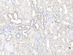 HIGD2A Antibody, Novus Biologicals 25 &mu;g; Unconjugated:Antibodies, Polyclonal