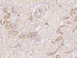 IQGAP1 Antibody, Novus Biologicals 25 &mu;g; Unconjugated:Antibodies, Polyclonal