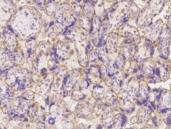 IQGAP1 Antibody, Novus Biologicals 25 &mu;g; Unconjugated:Antibodies, Polyclonal
