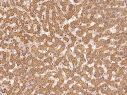 NAG Antibody, Novus Biologicals 25 &mu;g; Unconjugated:Antibodies, Polyclonal