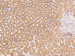NAG Antibody, Novus Biologicals 25 &mu;g; Unconjugated:Antibodies, Polyclonal