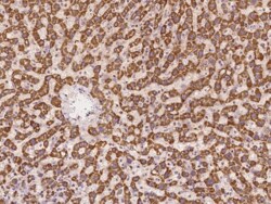 TIMM10 Antibody, Novus Biologicals:Antibodies:Primary Antibodies