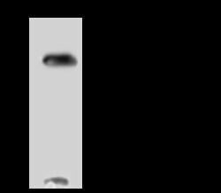 TIMM10 Antibody, Novus Biologicals:Antibodies:Primary Antibodies