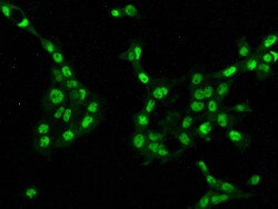 METTL10 Antibody, Novus Biologicals 100 &mu;g; Unconjugated:Antibodies,