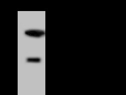 METTL10 Antibody, Novus Biologicals 100 &mu;g; Unconjugated:Antibodies,