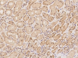METTL10 Antibody, Novus Biologicals 100 &mu;g; Unconjugated:Antibodies,