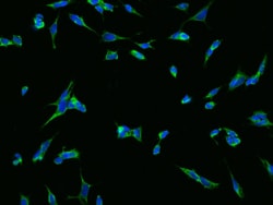 TMEM108 Antibody, Novus Biologicals:Antibodies:Primary Antibodies