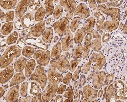 LIAT1 Antibody, Novus Biologicals 100 &mu;g; Unconjugated:Antibodies, Polyclonal