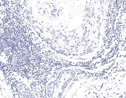 FoxP3 Antibody (03), Novus Biologicals 100 &mu;g; Unconjugated:Antibodies,