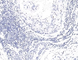 FoxP3 Antibody (03), Novus Biologicals 100 &mu;g; Unconjugated:Antibodies,