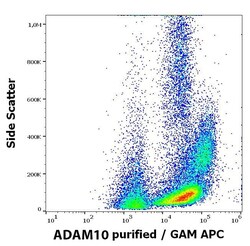 ADAM10 Antibody (11G2) - BSA Free, Novus Biologicals 0.1 mg; Unconjugated:Antibodies,