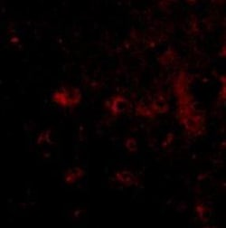 CADPS2 Antibody - BSA Free, Novus Biologicals 0.025 mg | Buy Online | Novus Biologicals | Fisher Scientific