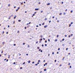 CADPS2 Antibody - BSA Free, Novus Biologicals 0.025 mg | Buy Online | Novus Biologicals | Fisher Scientific