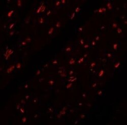 MINA Antibody - BSA Free, Novus Biologicals 0.1 mg; Unconjugated:Antibodies,