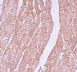 MINA Antibody - BSA Free, Novus Biologicals 0.1 mg; Unconjugated:Antibodies,