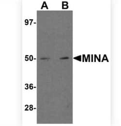 MINA Antibody - BSA Free, Novus Biologicals 0.1 mg; Unconjugated:Antibodies,
