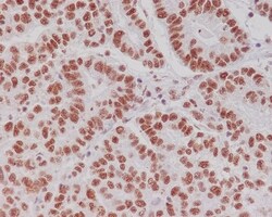 CREB, p Ser133 Antibody (SR1800), Novus Biologicals 100 &mu;g; Unconjugated:Antibodies,