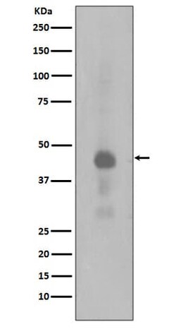 CREB, p Ser133 Antibody (SR1800), Novus Biologicals 100 &mu;g; Unconjugated:Antibodies,