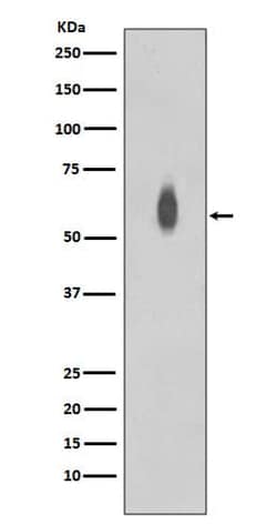 c-Myc, p Thr58 Antibody (SR2018), Novus Biologicals 100 &mu;g; Unconjugated:Antibodies,